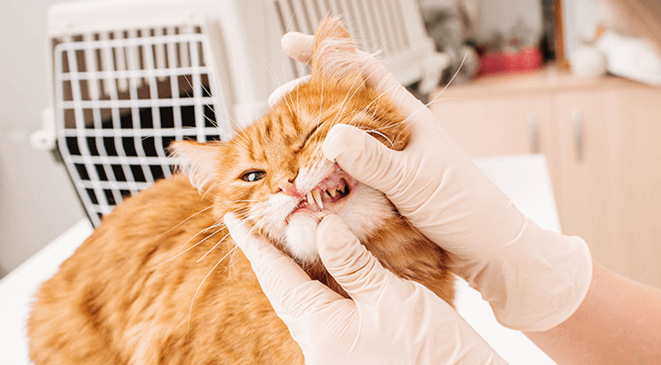 Cat Receiving Dental Care