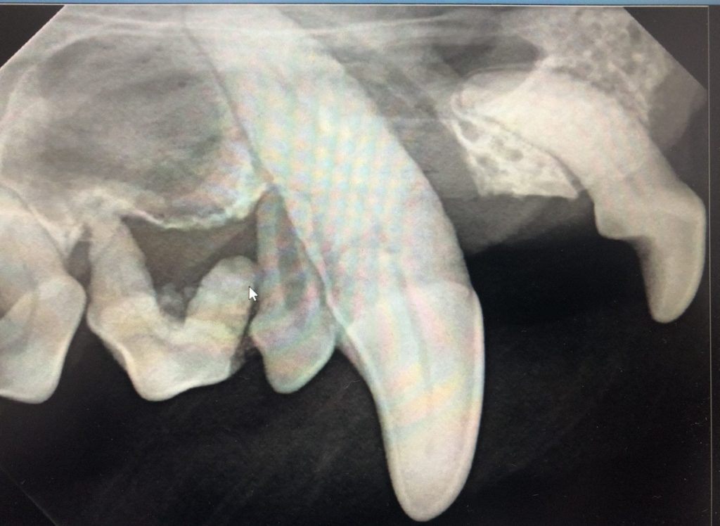 Dog teeth x-ray