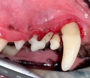 Dog teeth during the teeth cleaning