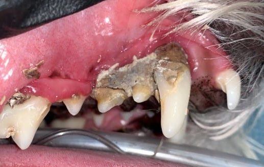 Dog teeth before a teeth cleaning
