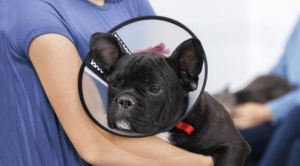 Owner Holding Dog After Spay & Neuter Procedure