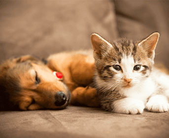 Puppy and kitten lying on a couch together
